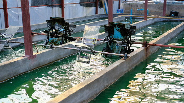 Algae Cultivation